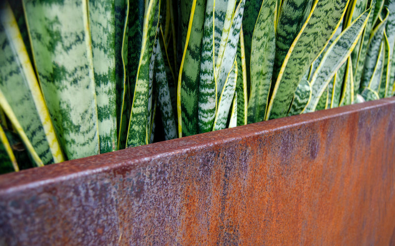 Corten Steel Edge Planters - Your Garden's New Best Friend (FREE SHIPPING!)